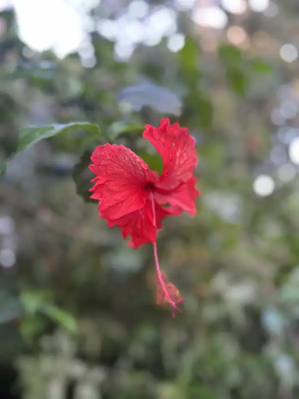 Czerwony kwiat hibiskusa