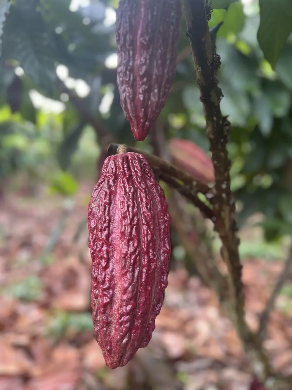 Owoce kakao na plantacji