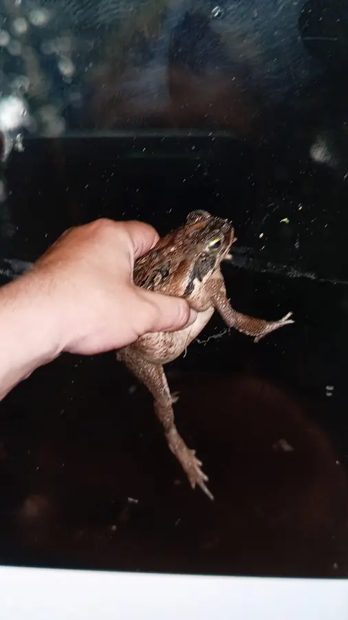 Żaba złapana nocą przy obozie